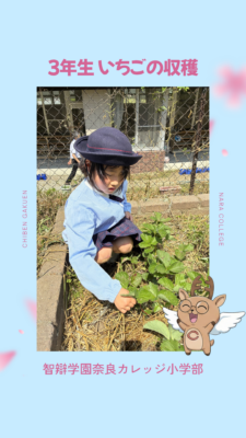 954．いちごの収穫（３年生）