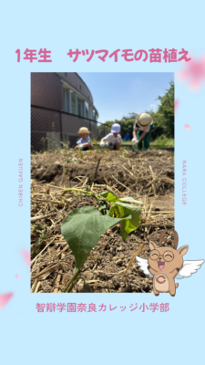 956．サツマイモの苗植え（１年生）