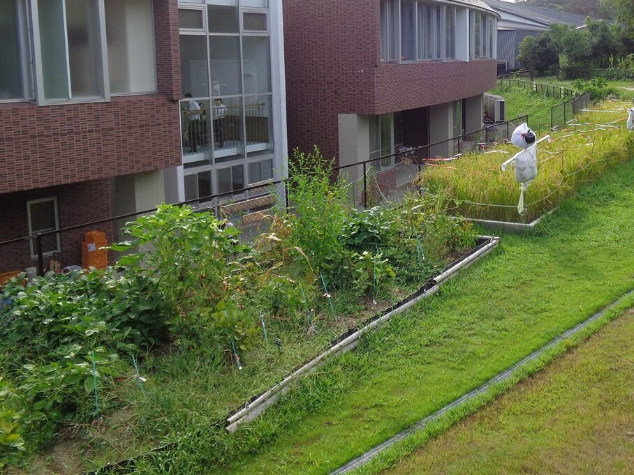 カレッジ農園